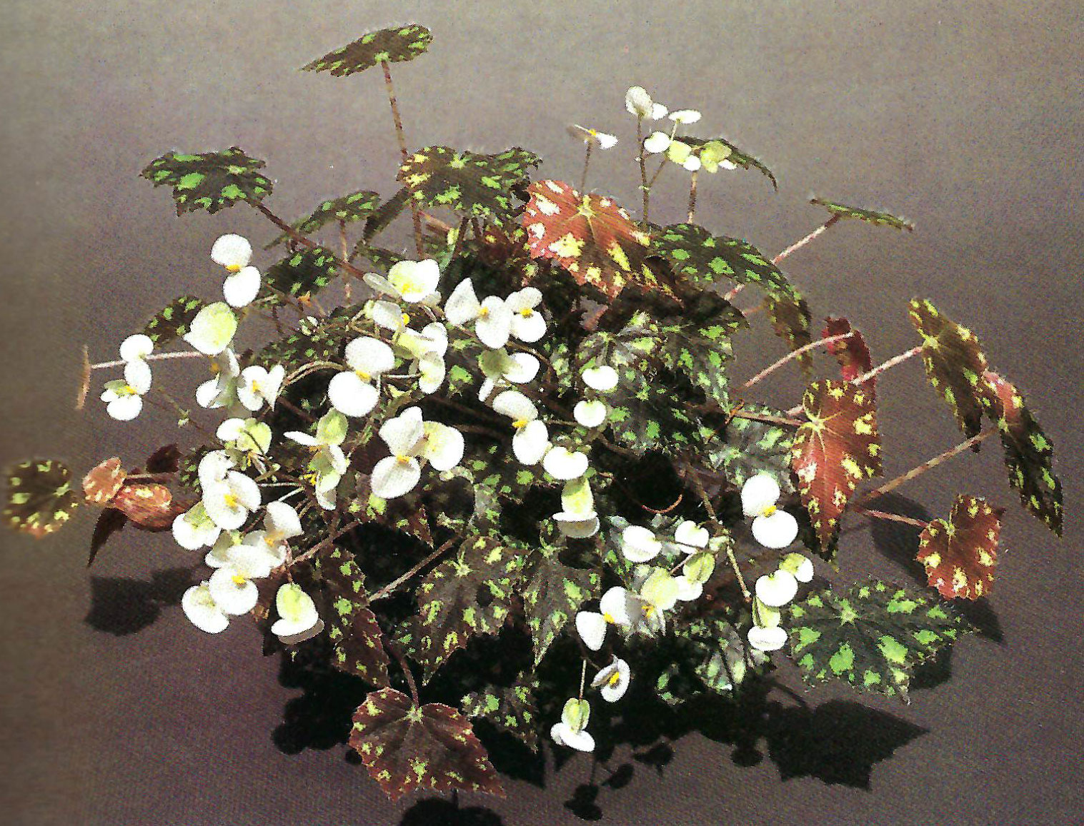 B. ‘Hurozuru’
